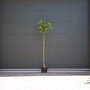 Perzische slaapboom 200 - 225 cm